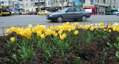 107,4 miliarde de lei vechi a cheltuit Primăria în primele luni ale anului pe lalele, cafele, pui și șoferi - df0643b027fb05c40ff79b82065c2bd6.jpg