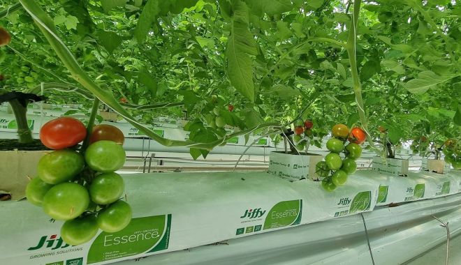 Programul „Tomata”. Sprijin financiar de 3.000 de euro pentru fermierii constănţeni - directia-agricola-1678461094.jpg