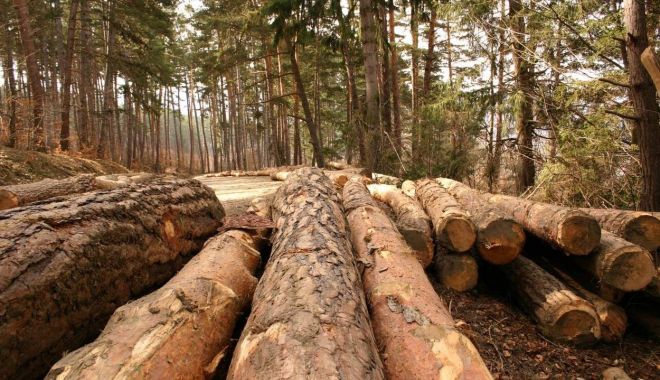Proiect pentru înființarea  