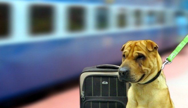 În ce condiții pot fi plimbați câinii cu trenul - dog-1509380088.jpg