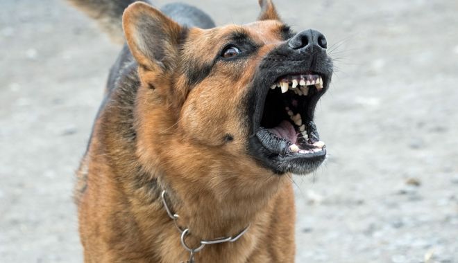 Despăgubiri de 10.000 de euro pentru o fetiță mușcată de câine, în curtea unui spital - dog2141358960720-1526557563.jpg