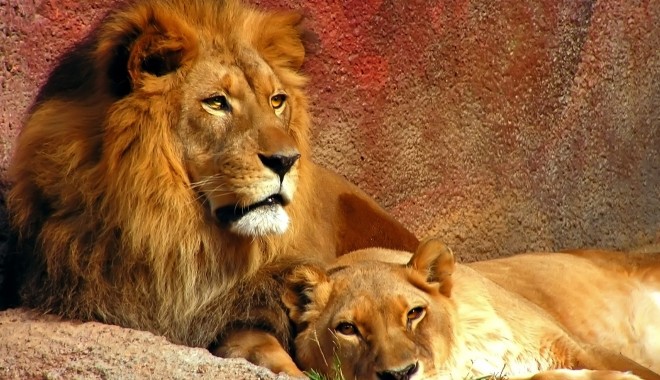Leii dintr-un parc safari din Crimeea riscă să moară de foame - doileisituatwallpapers97321920x1-1397295136.jpg