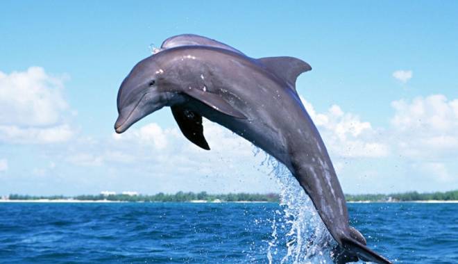 Armata rusă se modernizează. Vrea să cumpere cinci delfini - dolphinwallpaper10770x616-1457698964.jpg