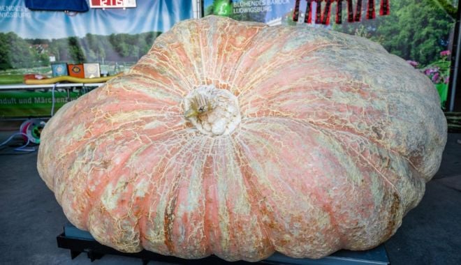 Cum arată cel mai mare dovleac din lume. Record Mondial! Cântărește peste o tonă - dovleac-1634048216.jpg