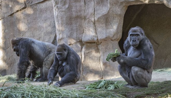 Agerpres: Maimuţe de la grădina zoologică din San Diego, vaccinate împotriva COVID-19 - download-1614949835.jpg