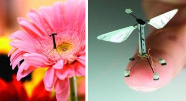 Drone minuscule, inspirate de natură - droneminiaturale-1401173097.jpg