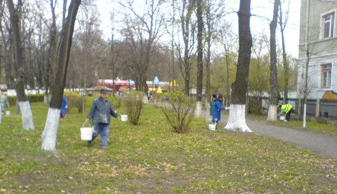 Primăria Constanța va da 100.000 de lei pentru văruirea copacilor - dsc01353-1332928920.jpg