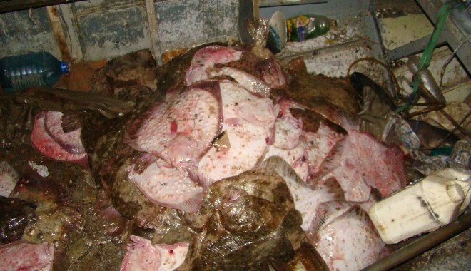 Aproximativ 4 tone de calcan și peste 27 kilometri de plase descoperite la bordul pescadorului românesc reținut vineri - dsc03567-1335600748.jpg