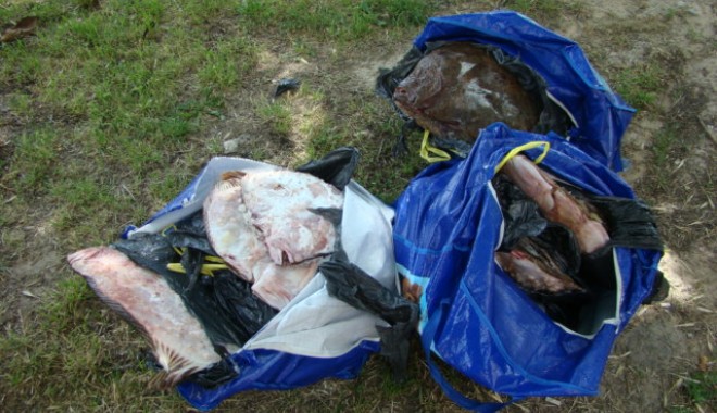 Peste o sută de kilograme de calcan, confiscate de Garda de Coastă - dsc06339-1371111736.jpg