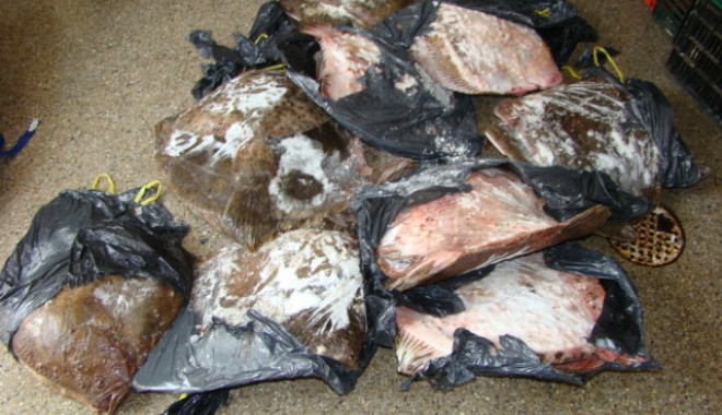 Peste o sută de kilograme de calcan, confiscate de Garda de Coastă - dsc06344-1371111761.jpg