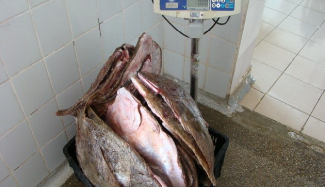 Peste o sută de kilograme de calcan, confiscate de Garda de Coastă - dsc06353-1371111780.jpg