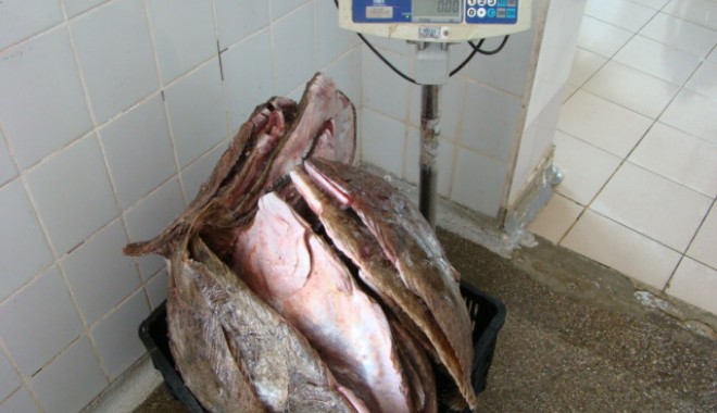 Sute de kilograme de calcan în 