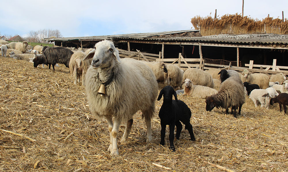 Foto - Sprijin financiar de peste 6 milioane lei pentru crescătorii de animale