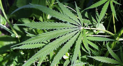 Marijuana poate trata scleroza multiplă - e0b5082d419600b2941262cb53c4da03.jpg