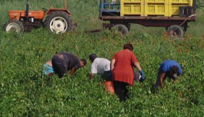 35 de români, sclavi la o fermă din Italia. Au intervenit carabinierii - e111a1aaa8d411e7bdcfb5d5c7c39e9c-1507191825.jpg