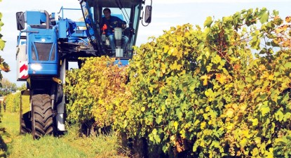 Importul de vinuri a scăzut cu 72%, în primele cinci luni ale anului 2009 - e1155a41a8edb09560cf8234093ff635.jpg