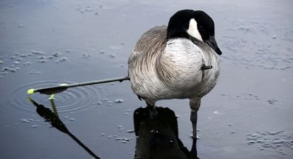 O pasăre a supraviețuit cu o săgeată în piept peste o lună - e4a7edcf8951363f3773c4f6c5196042.jpg