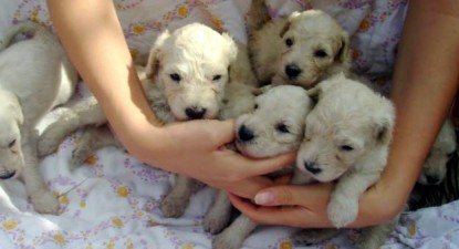 Îngrijirea câinilor din rasa Caniche - e76c2e95968ee2083d547e96d9f8f47d.jpg