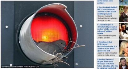 O porumbiță și-a făcut cuib într-un semafor - FOTO - eaa2e3560da230a4ce52f167bd8d98ab.jpg