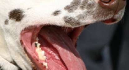 Respirația urât mirositoare la câine - eb1077f59c8dabda3660dd93dd025004.jpg