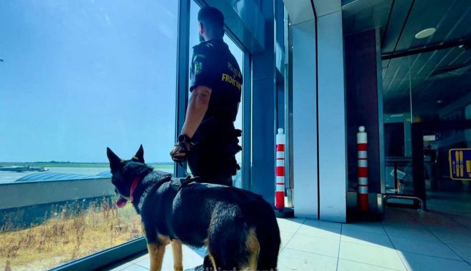 Peste 4.000 de pachete de ţigări de contrabandă, descoperite pe Aeroportul Otopeni cu ajutorul câinelui Ebasa - ebasa-1703581324.jpg