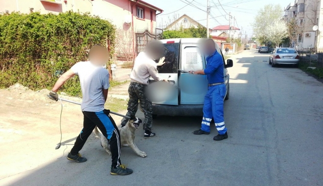 Trei bărbați au atacat o mașină de ecarisaj, i-au spart geamul și au eliberat câinii - ecarisaj-1502955140.jpg