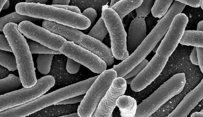 Ajutor internațional pentru Germania în lupta cu E.coli - ecoli-1307537518.jpg