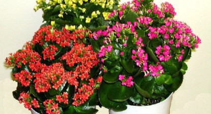Obținerea butașilor de kalanchoe - ee947d98b91c8ada08f8c15e8f3248fc.jpg