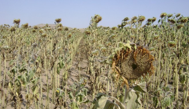Dobrogea, în continuare sub secetă - efectelenefastealeseceteiindobro-1347953987.jpg
