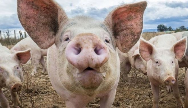 Efectivele de porci sunt în scădere - efectiveledeporcisuntinscadere-1631715468.jpg