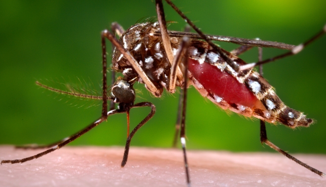 Alexandru Rafila, declarații despre transmiterea virusului Zika - egyptianmosquitozikavirusearthdo-1473689603.jpg