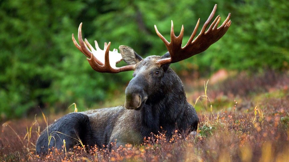 România reintroduce elanii în natură. Patru exemplare au ajuns în premieră în Parcul Natural Vânători Neamț - elani-1777270924.webp