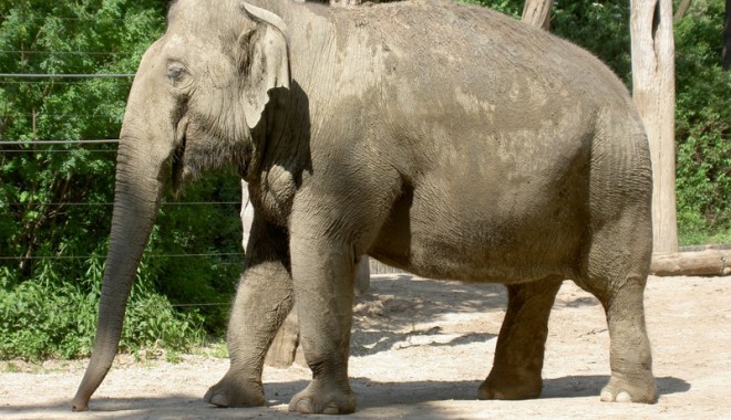 Cum să faci un munte de bani vânzând un… elefant! - elefant-1333898174.jpg