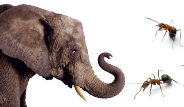 Iarba, elefantul și furnicile - elefant-1338154437.jpg