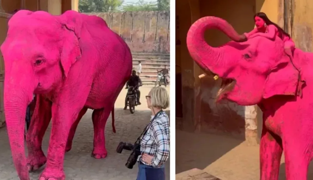 Fotografie virală, consecințe neașteptate. Scandal după moartea unui elefant vopsit roz