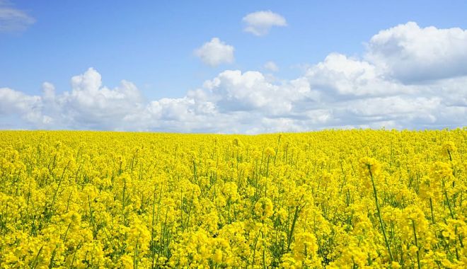 Erbicide totale sau selective? Iată cum faci alegerea corectă! - erbicide-2-1689751660.jpg