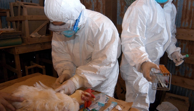 Europa avertizează: Gripa aviară  se extinde cu repeziciune! - europaavertizeaza-1478786616.jpg