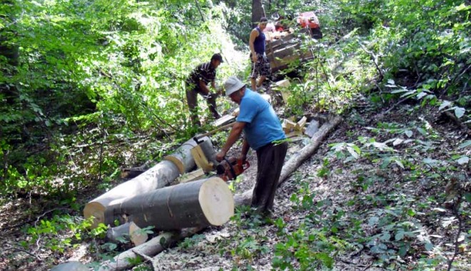 Defrișările ilegale aduc profituri de 10  miliarde de dolari anual în toată lumea - exploatareforestiera-1332343073.jpg