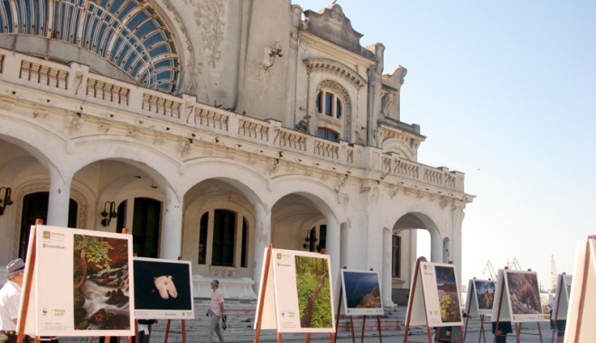 România sălbatică din fața Cazinoului - expo-1346859838.jpg