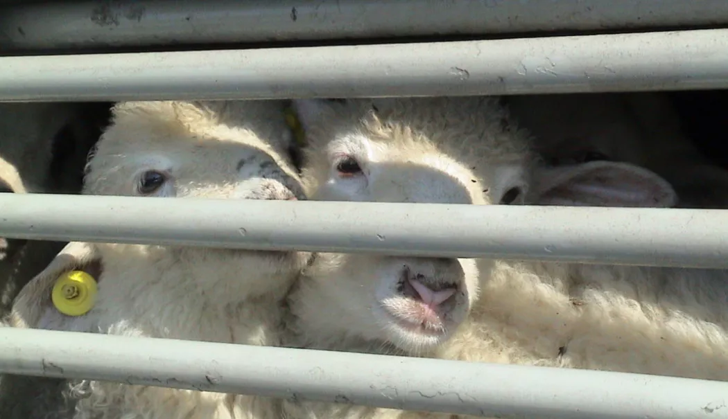 Nereguli grave la exportul de animale vii prin Portul Midia. ONG-urile cer schimbarea strategiei României - exportanimale11068x747-1783513283.webp