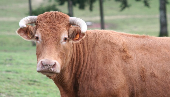 Se dă liber la exportul de bovine vii! - exportbovine-1389957972.jpg