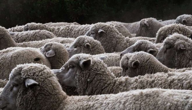 Exporturile de animale vii nu trebuie interzise - exportuirledeanimale-1613549225.jpg