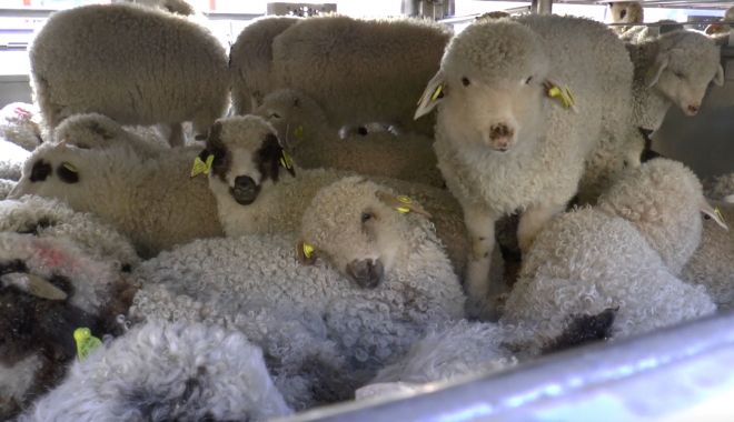 Exporturile de animale vii, profitabile şi în 2021 - exporturiledeanimalevii-1633275241.jpg