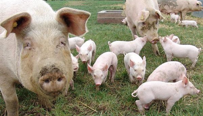 Exporturile de porci din România în Rusia, restricționate temporar - exporturiledeporcirusia-1501754572.jpg