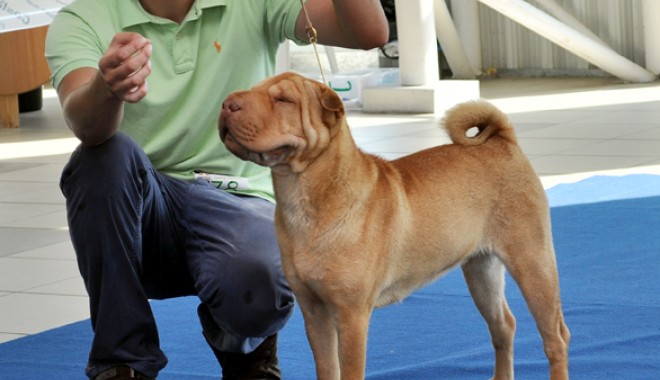 Titlul internațional de frumusețe canină se dă la mare - expozitiecanina33-1342188226.jpg
