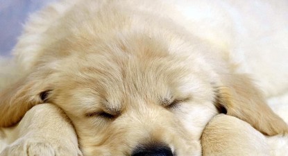 Veterinarul pe recepție - f19ea2ad04c46f33134d405510650a60.jpg