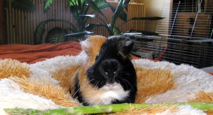Veterinarul pe recepție - f4a5d4be62f7a9f273c95cc4ccc4239c.jpg