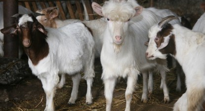 Statistica ne numără animalele și hectarele - f7bd905e05104dd17924d352ab9cdada.jpg
