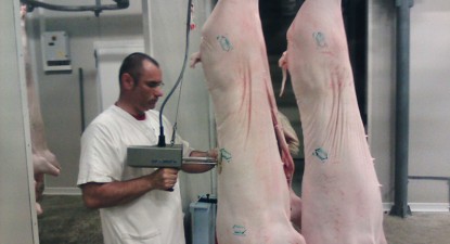 Exporturile de porci ar putea fi reluate din luna iulie - f902c7bcf5f3eecb256217c1ffe9af43.jpg