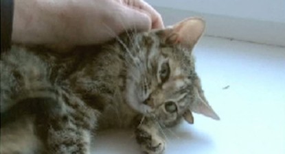 O pisică cu cinci urechi a fost descoperită de cercetătorii ruși - f90df4f039e6f0df83f7b5134ca7e4c3.jpg